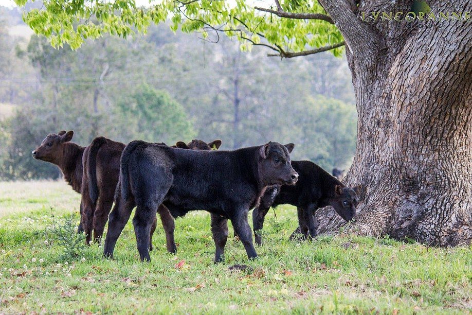 Tres Aguas ANGUS Calves